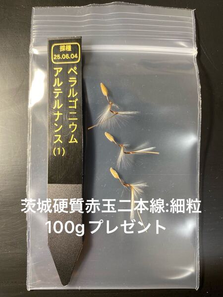 ペラルゴニウム アルテルナンス種子3粒(1)(検 自家採種 実生 塊根植物 灌木 多肉植物 モンソニア ムルチフィダ 冬型 ミラビレ