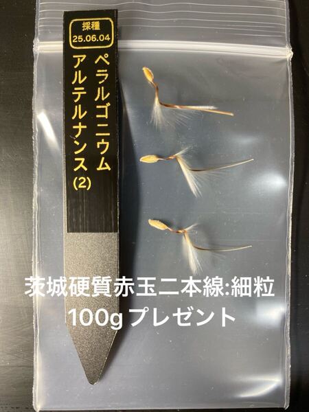 ペラルゴニウム アルテルナンス種子3粒(2)(検 自家採種 実生 塊根植物 灌木 多肉植物 モンソニア ムルチフィダ 冬型 ミラビレ