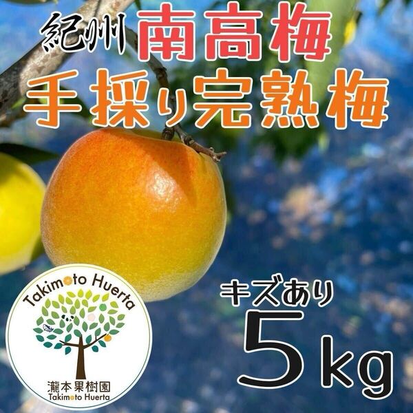 紀州南高梅 完熟梅 手採り 5kg 和歌山県産 キズあり 無選別 サイズ混合 農家直送