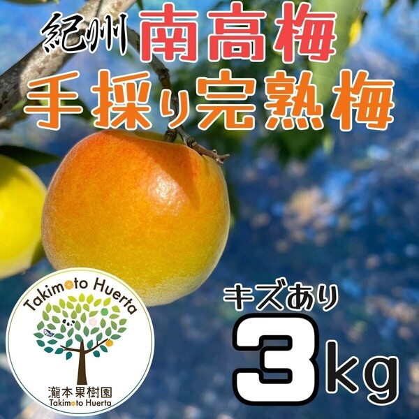紀州南高梅 完熟梅 手採り 3kg 和歌山県産 キズあり 無選別 サイズ混合 農家直送