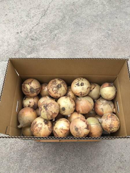淡路島産 早生玉ねぎ 七宝 10キロ ①