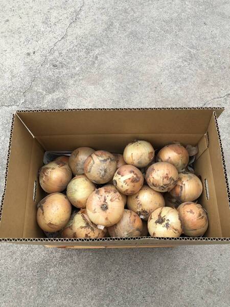 淡路島産 早生玉ねぎ 七宝 10キロ ②