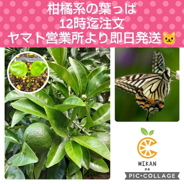 柑橘系 枝付き葉っぱ 50枚 幼苗付(基本的にレモン) アゲハチョウ幼虫の餌