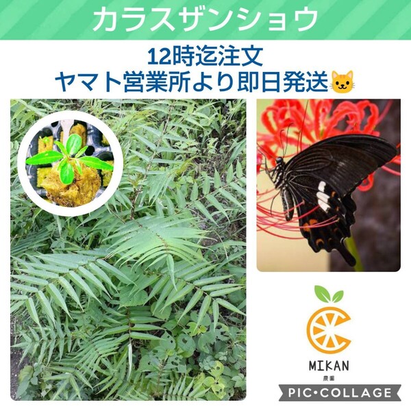 カラスザンショウ 枝付き葉っぱ100枚 幼苗1