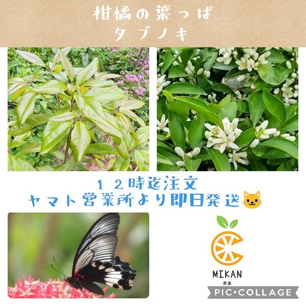 タブノキ 柑橘系葉っぱ 80枚 枝葉 アゲハチョウ幼虫 餌 ネコポス発送