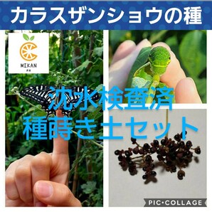 カラスザンショウ 沈水検査済 種30粒 種まき土セット ネコポス一杯