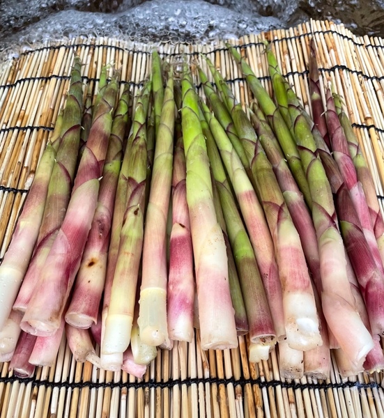 山形県産根曲り竹5kg クール便