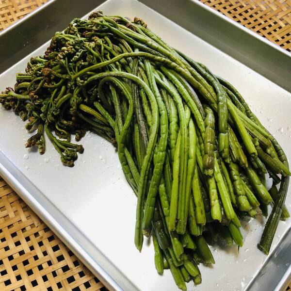 山形県産わらび塩漬け3kg