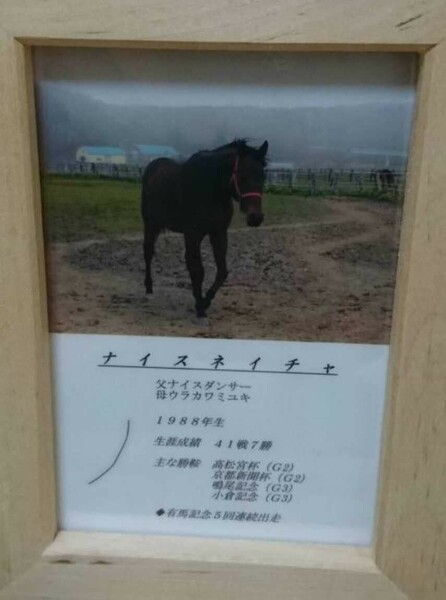 ナイスネイチャ 一本 たてがみ 非売品 チャリティー ウマ娘 風水 御守り 競馬 当選品 鬣 競走馬 ホースヘア