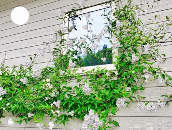 ツルハナナスの根付き苗斑無し、2年苗、開花中、白花、ネコポス、匿名発送、送料無料