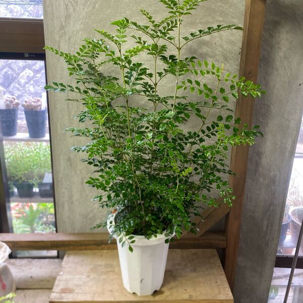 庭木植木 観葉植物 シマトネリコ
