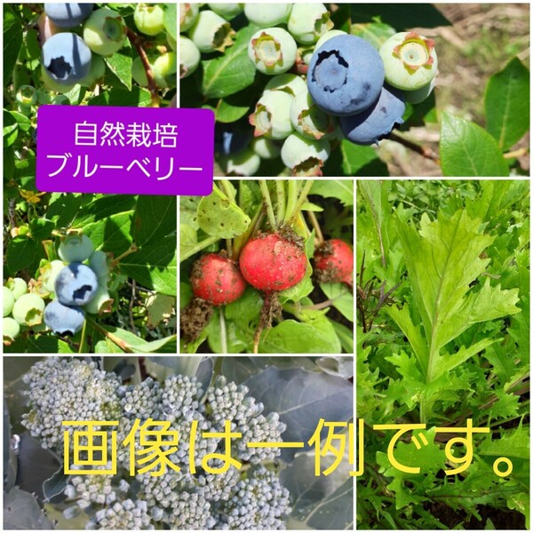 自然栽培ブルーベリーと農薬化学肥料不使用野菜のセット 60サイズ