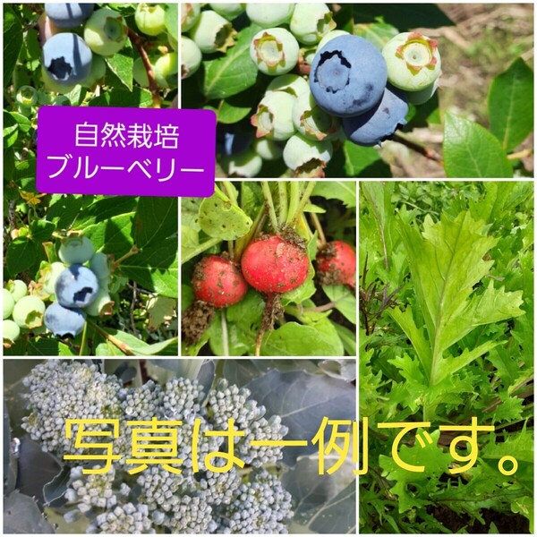 自然栽培ブルーベリーと農薬化学肥料不使用野菜とハーブのセット 60サイズ