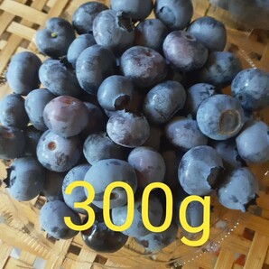 信州産 自然栽培 露地栽培 ブルーベリー 300g 農薬化学肥料不使用 早生