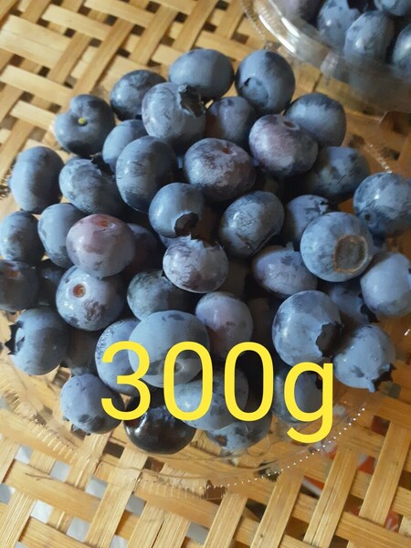 信州産 自然栽培 ブルーベリー(300g) 農薬化学肥料不使用