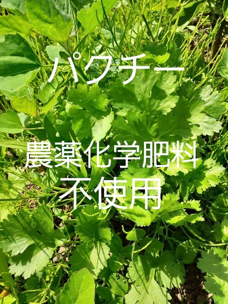 パクチー コリアンダー 香菜 信州産 ネコポス 農薬化学肥料不使用