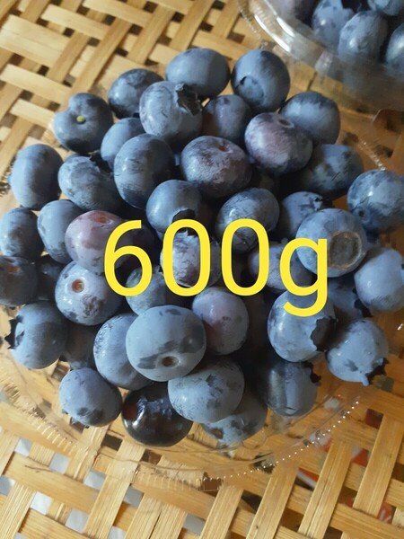 長野県 信州産 自然栽培 ブルーベリー 農薬化学肥料不使用 600g