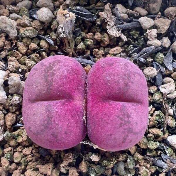 ネコポスで発送 現品 多肉植物 コノフィツム マウガニー×ウィッテベルゲンセ 1.5cm 2頭 抜き苗