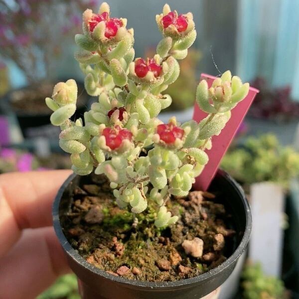 ネコポスで発送 多肉植物 キラキラ ドロサンテマム ルビー錦 抜き苗 1株 5cm鉢