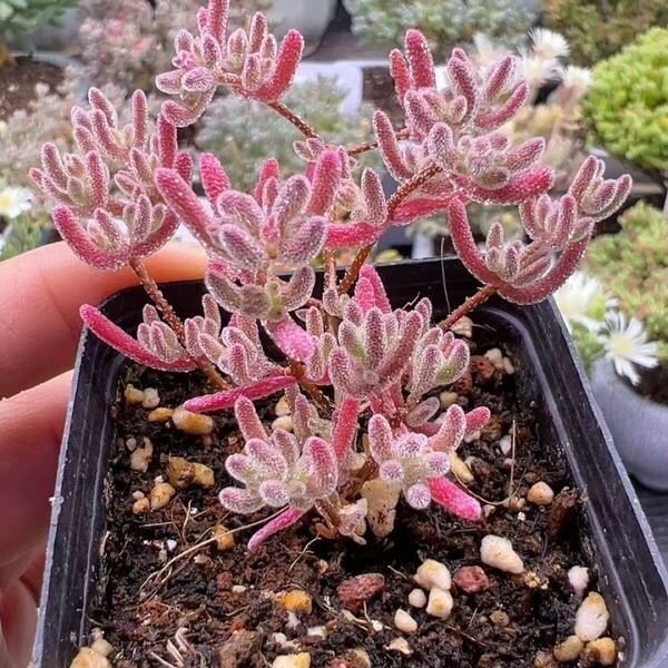 ネコポスで発送新入荷 多肉植物 キラキラ系 ドロサンテマ レインボーアイスクリスタル 抜き苗 1株