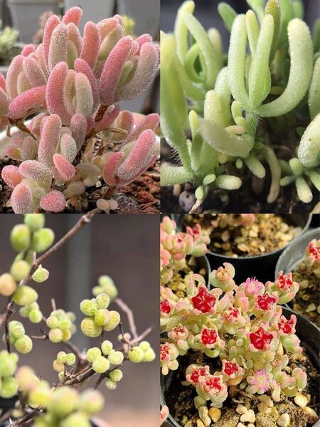ネコポスで発送多肉植物 ドロサンテマム キラキラ 錦4点セット カット12本