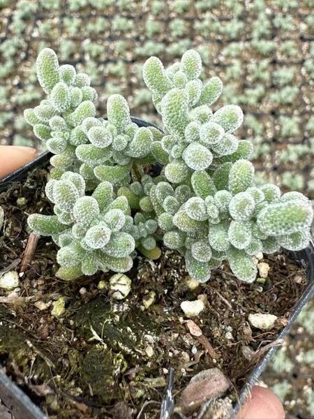 ネコポスで発送多肉植物 ドロサンテマム キラキラIce crystal 抜き苗 1株