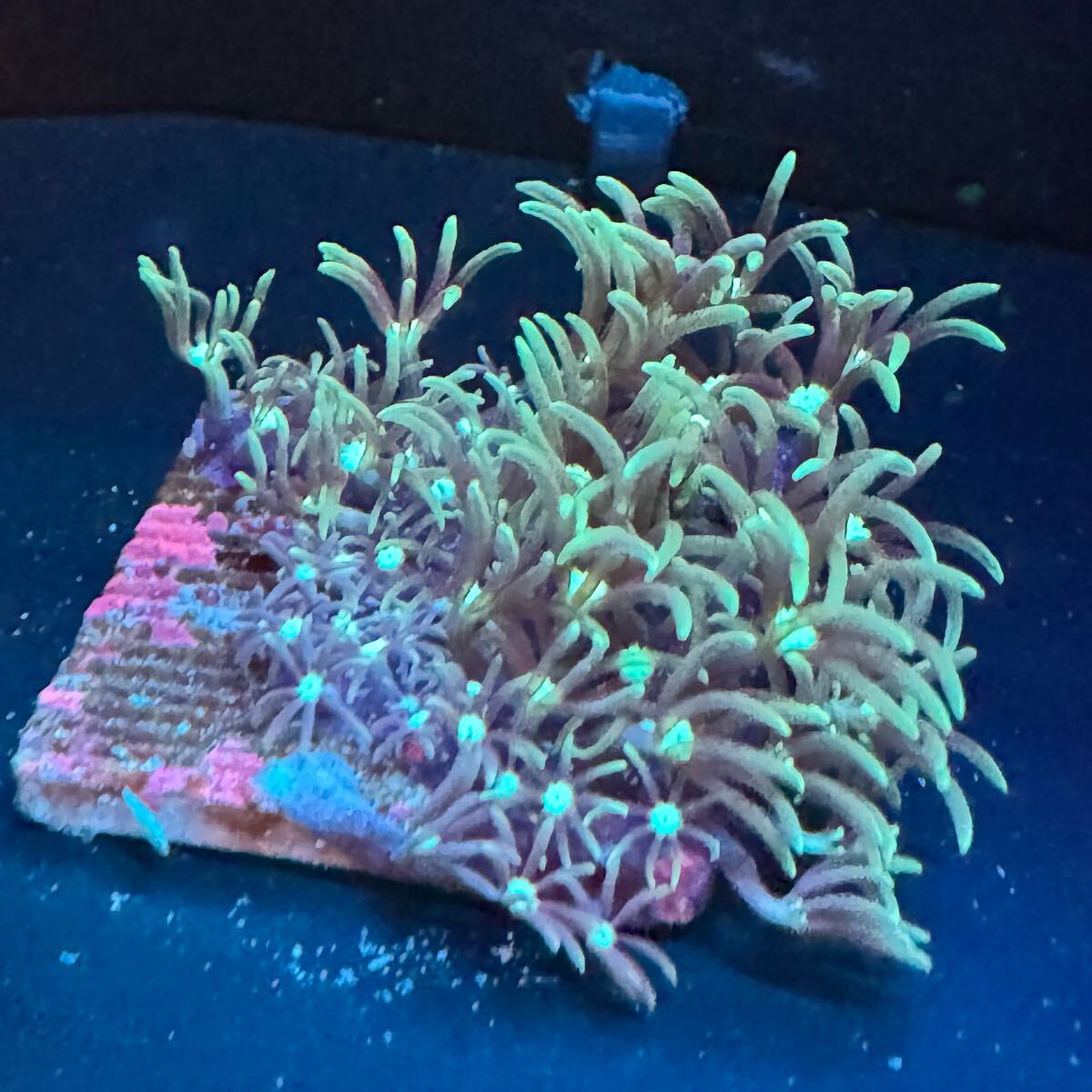 2025年最新】スターポリプの商品一覧 | 人気のサンゴを探そう