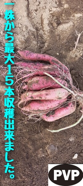 さつまいも苗10本6月上旬発送茨城県産紅はるか苗ウイルスフリーバイオ苗サツマイモ