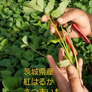 2本6月上旬発送分茨城県産紅はるかさつまいも苗ウイルスフリーバイオ苗サツマイモ