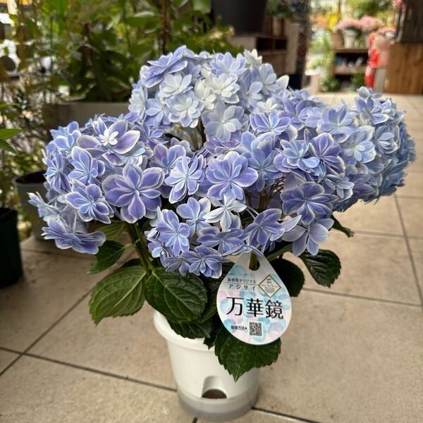 アジサイ 万華鏡B 来年用 花無し