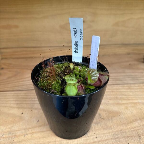 食虫植物セファロタス「フォルキュラリス」