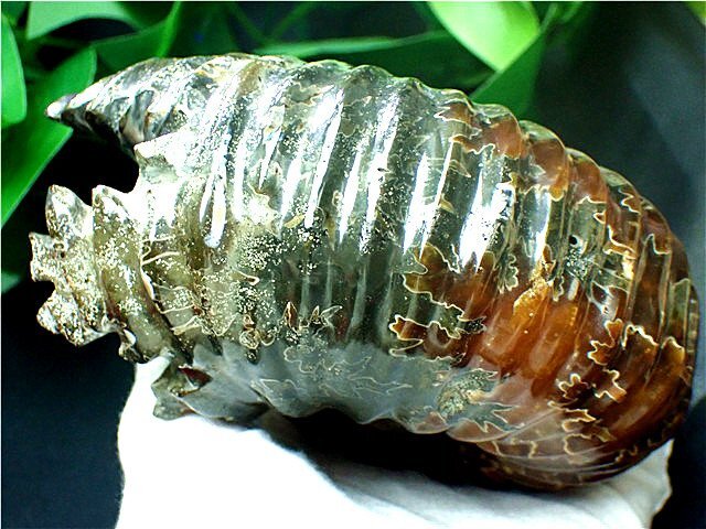 ☆貴重－アンモナイト縫合線オパール化石標本183U3-224U103b