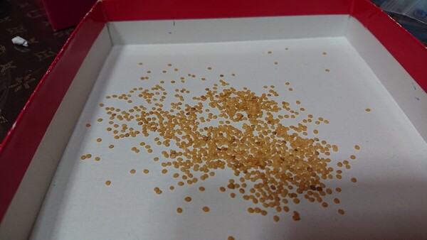 食用 ほおづき ほおずき 種 100粒以上 北海道