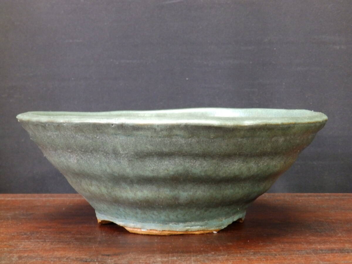 山野草の石田精華園 / 連山桧 3号（9cm） 【盆栽素材 小品盆栽
