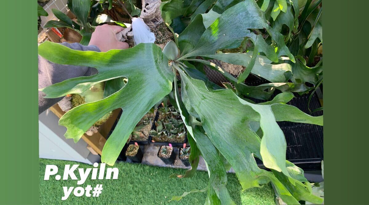 その他 hillii Kylin Spore Yahoo!オークション - Platycerium hillii cv.kylin(spore