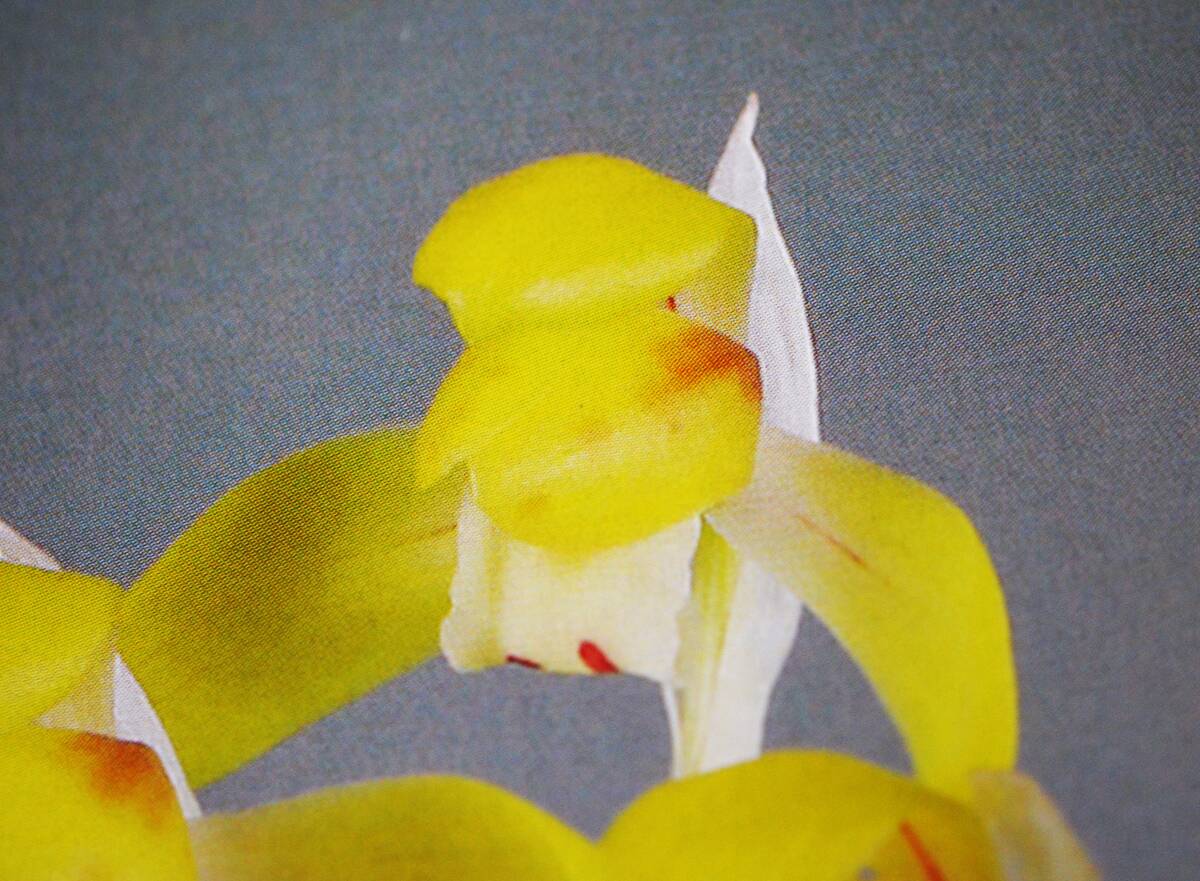 ◆日本春蘭 【　黄麗殿　】◆黄花素舌花芽付　◆韓国春蘭/中国春蘭/山野草/富貴蘭/寒蘭　◆ ◇◇日本春蘭  黄麗殿 ◇黄花素舌 韓国春蘭⁄中国春蘭