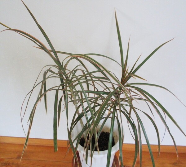 観葉植物 2株植え ドラセナコンシンネ レインボー おまけ挿し木株(発根済み) カラフルでシャープな葉が美しい ポリポット発送