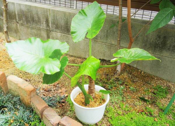観葉植物 クワズイモ 画像の鉢に二株植えてあります 大きい おまけ赤ちゃん株も 鉢植え発送
