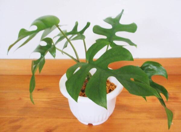 ヒメモンステラ 二株植え 姫モンステラ 切れ込みがかわいい 抜き苗発送
