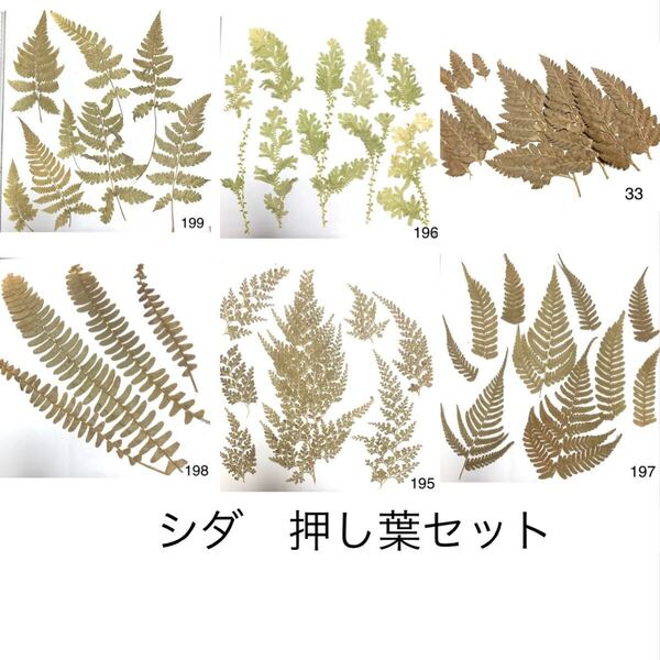 押し花素材 シダの葉っぱ アンティークカラー 押し葉 カーキグリーン 緑 花材
