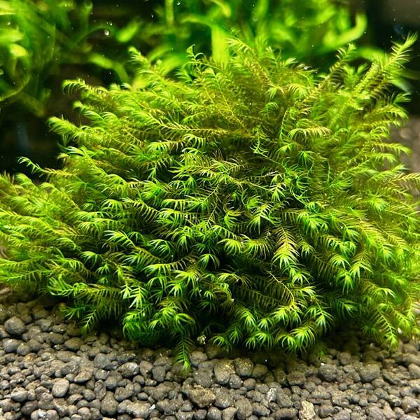 ウォーターフェザー 溶岩石 活着 【水中育成】 水草