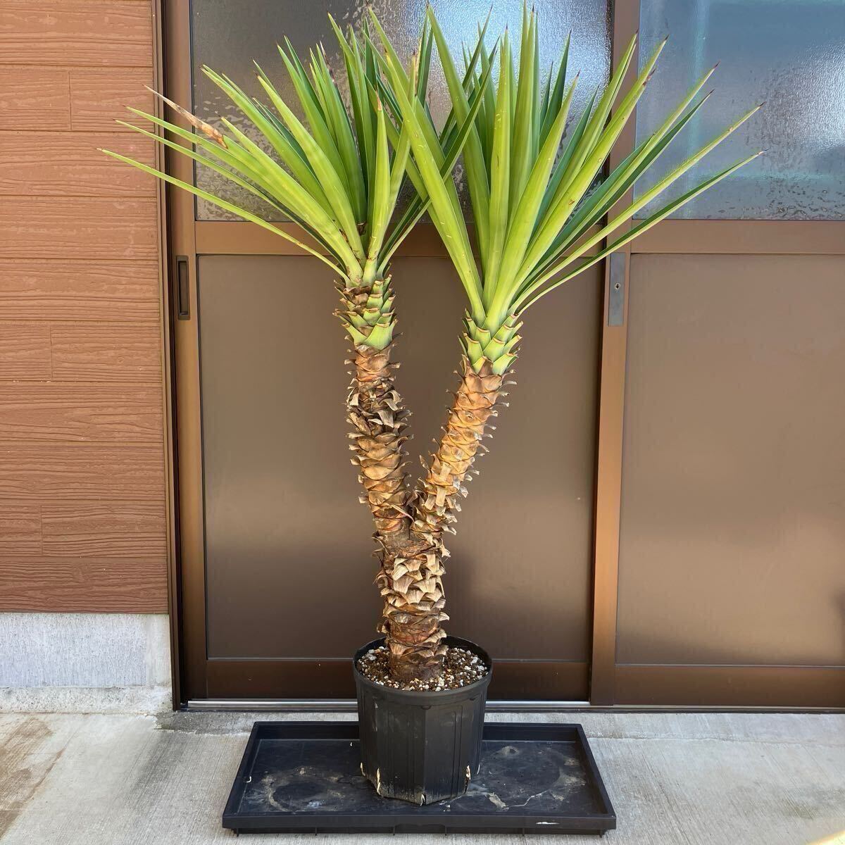 【AL978】ユッカ　ペンデュラ　在庫整理価格 AL978】ユッカ ペンデュラ 在庫整理価格