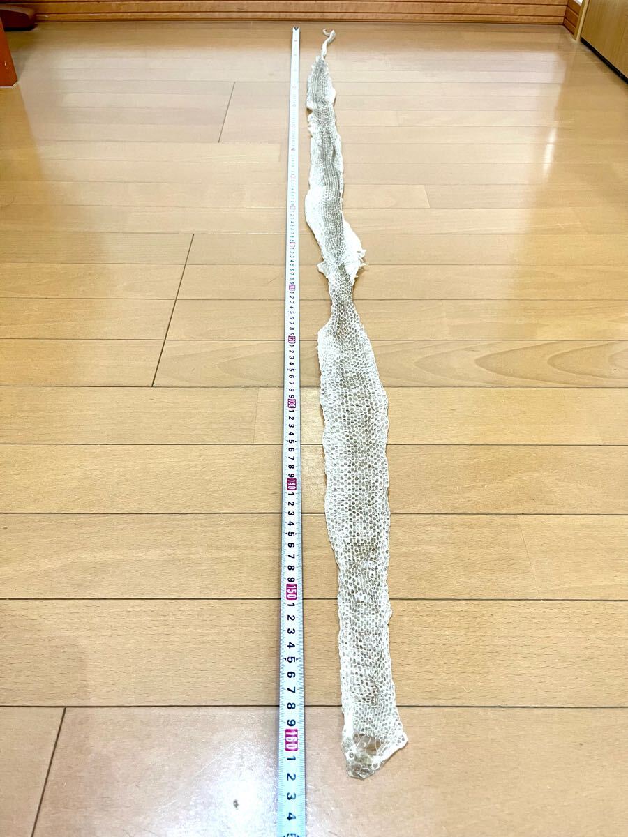 Yahoo!オークション -「蛇の抜け殻」(科学、自然) の落札相場