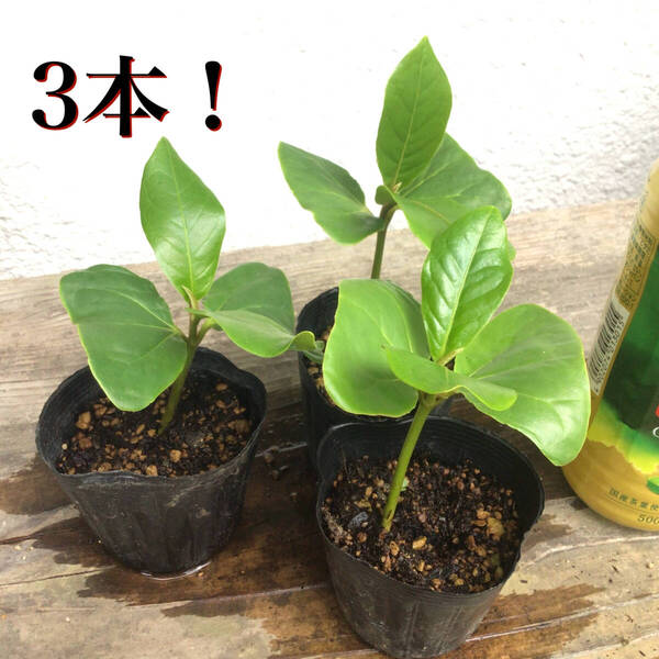 3本!土ごとネコポス発送!沖縄県産実生苗モモタマナ(コバテイシ) ヤ フオク おてがる配送