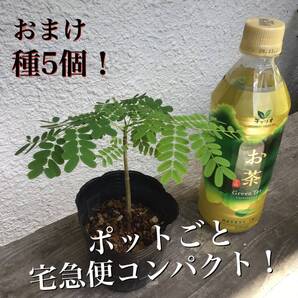 ポットごと宅急便コンパクト!沖縄県産実生苗ホウオウボク(鳳凰木Delonix regiaデロニクスレジア)(12)おまけ種5個ヤフオクおてがる配送