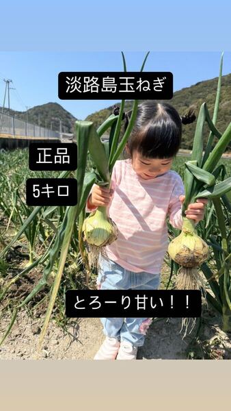淡路島玉ねぎ5キロ正品