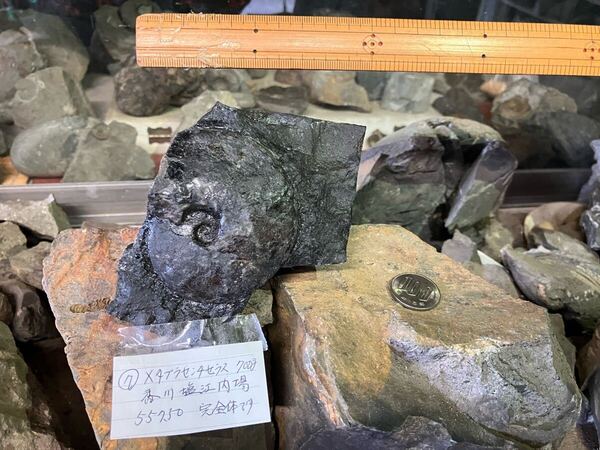 化石 メタプラセンチセラス 香川塩江内場