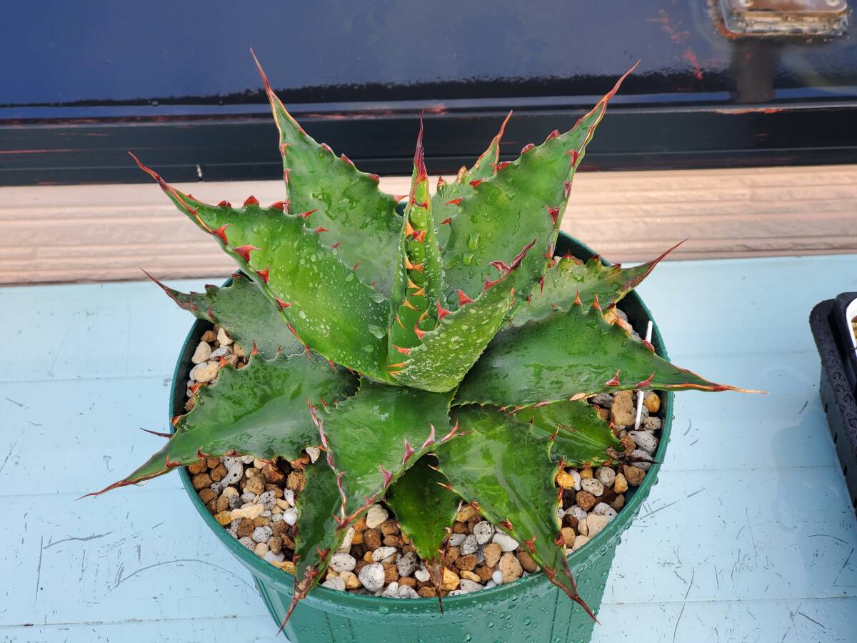 アガベ ジェントリージョーズ パリー オルカ リップルエフェクト