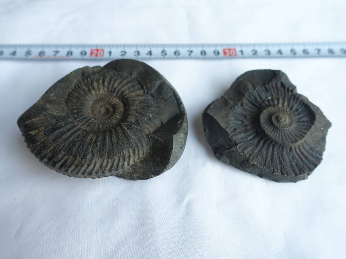 Yahoo!オークション -「ネパール アンモナイト」(科学、自然) の