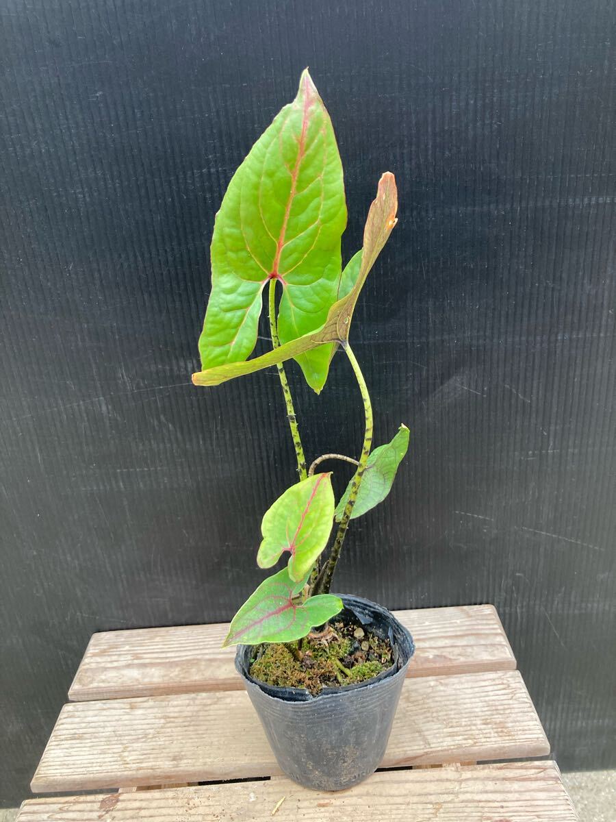 Yahoo!オークション -「(キルト キルティング)」(観葉植物) の